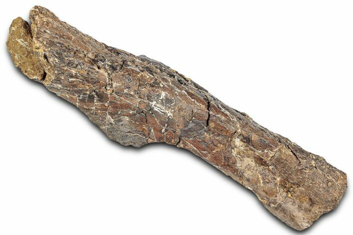 Fossil Ornithopod Dinosaur (Dryosaurus) Femur - Wyoming #325126